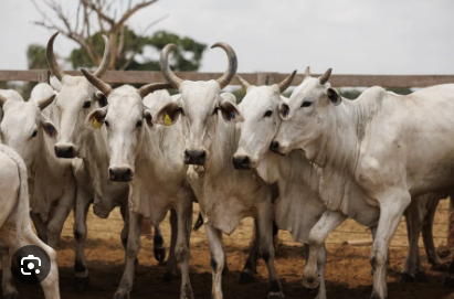 Agricultura Brasil 2